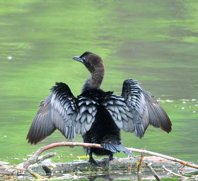 Avifauna humor